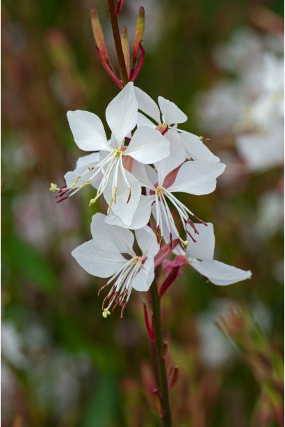 Гаура Ліндхеймера ’Вірлінг Баттерфляйс’|Gaura lindheimeri ’Whirling Butterflies’|Гаура Линдхеймера ’Вирлинг Баттерфляйс’